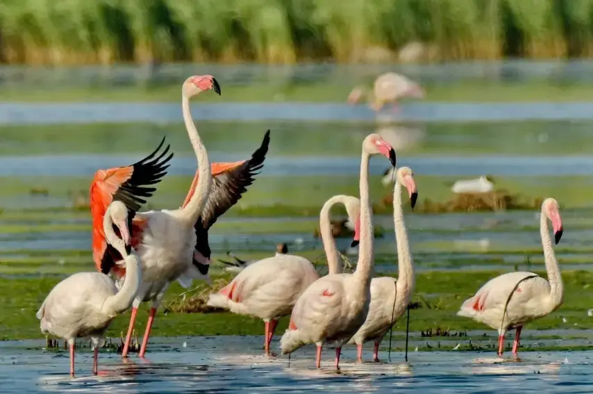 Відкриття Румунії