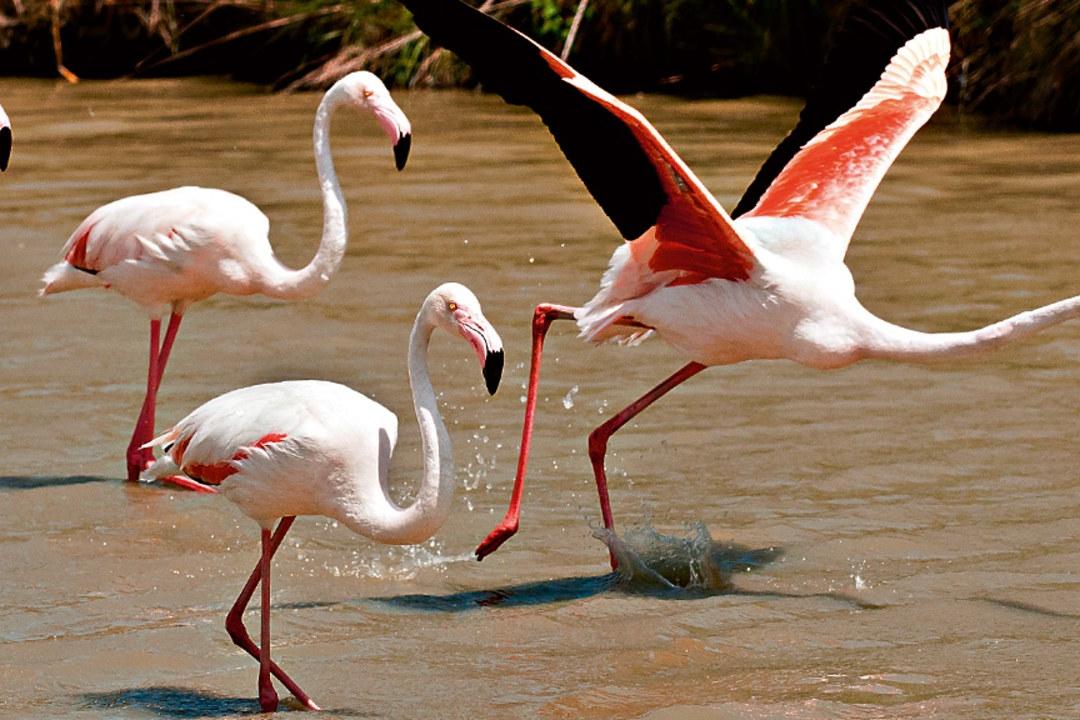 do_header_3x2_flamingos.jpg