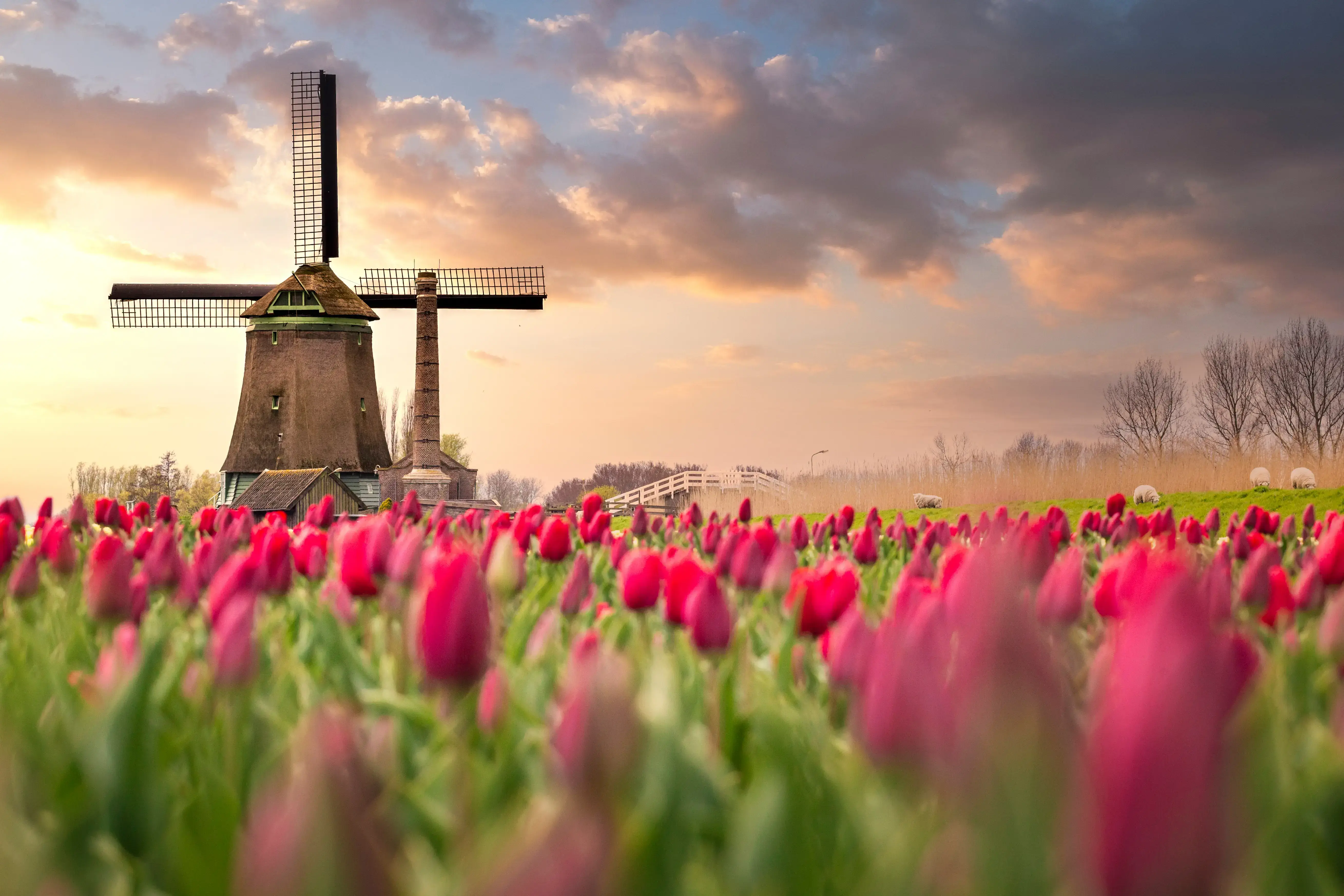 Netherlands_Windmill_Tulip__c_shutterstock_1658834965.webp